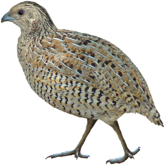 Brown Quail